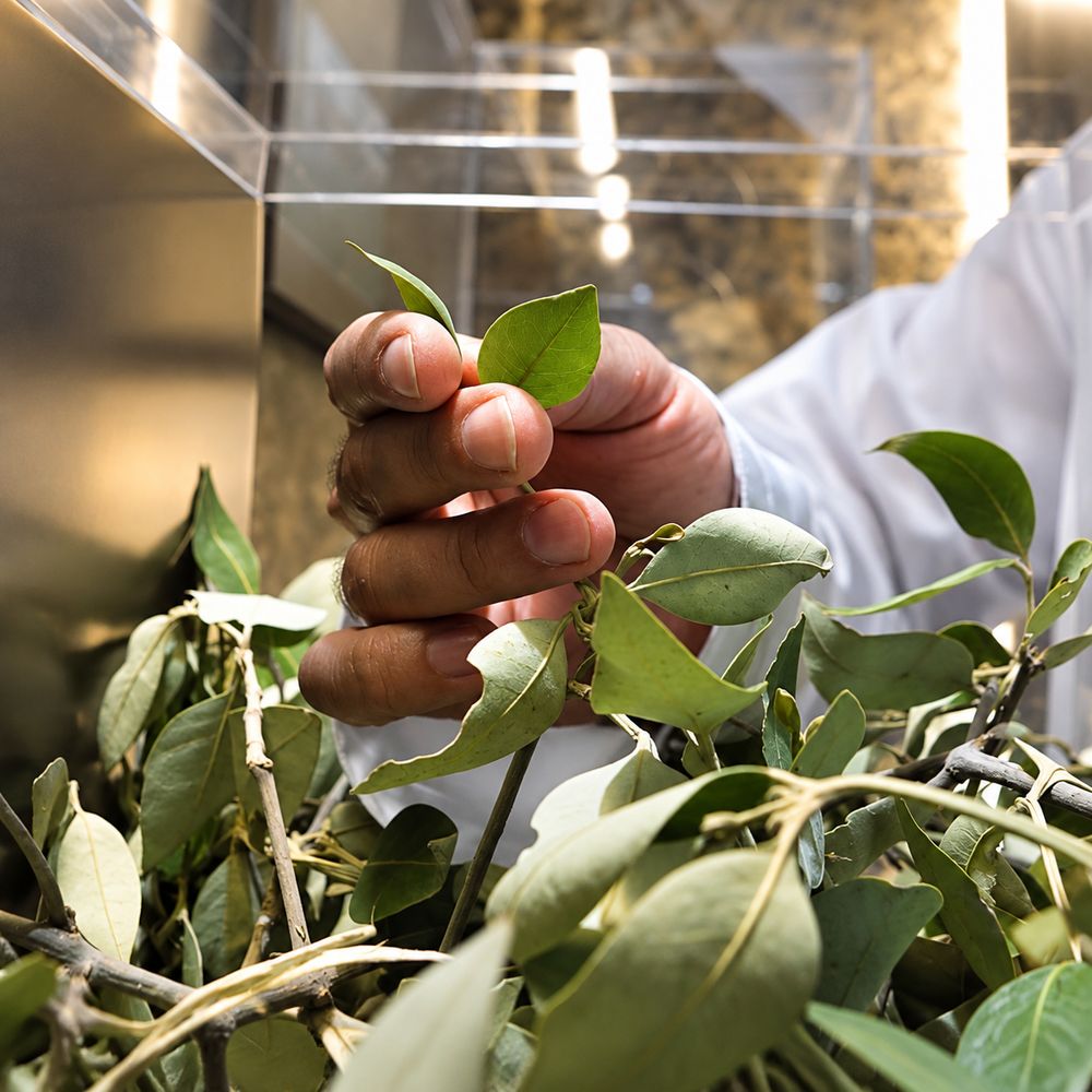 Close-up of mangrove leaves at the Among Mangrove Trees experience